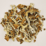 BUY ECUADOR MAGIC MUSHROOMS, BUY MAGIC MUSHROOMS ONLINE, BUY PSYCHEDELIC MUSHROOMS ONLINE, BUY PSILOCYBIN MUSHROOMS ONLINE