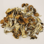 BUY B+ SHROOMS ONLINE, BUY B+ MAGIC MUSHROOMS, BUY SHROOMS ONLINE USA, BUY MAGIC MUSHROOMS ONLINE