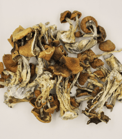 BUY B+ SHROOMS ONLINE, BUY B+ MAGIC MUSHROOMS, BUY SHROOMS ONLINE USA, BUY MAGIC MUSHROOMS ONLINE