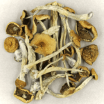 BUY PSILOCYBE MEXICANA ONLINE, BUY MEXICANA MUSHROOMS ONLINE, BUY MAGIC MUSHROOMS ONLINE, BUY MEDICAL MUSHROOMS ONLINE