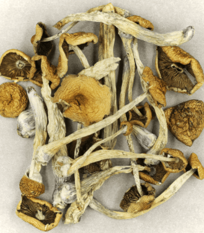 BUY PSILOCYBE MEXICANA ONLINE, BUY MEXICANA MUSHROOMS ONLINE, BUY MAGIC MUSHROOMS ONLINE, BUY MEDICAL MUSHROOMS ONLINE