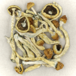 BUY TEXAS YELLOW CAP MUSHROOM, BUY PSILOCYBIN MUSHROOMS ONLINE, BUY PSYCHEDELIC MUSHROOMS ONLINE