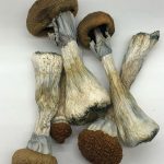 BUY GOLDEN TEACHER MUSHROOM ONLINE, GOLDEN TEACHER MAGIC MUSHROOM, MAGIC MUSHROOMS GOLDEN TEACHER, BUY MAGIC MUSHROOM ONLINE