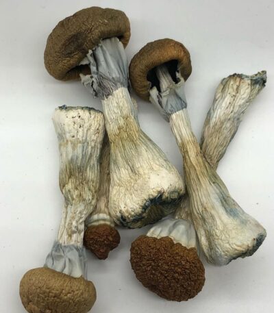 BUY GOLDEN TEACHER MUSHROOM ONLINE, GOLDEN TEACHER MAGIC MUSHROOM, MAGIC MUSHROOMS GOLDEN TEACHER, BUY MAGIC MUSHROOM ONLINE