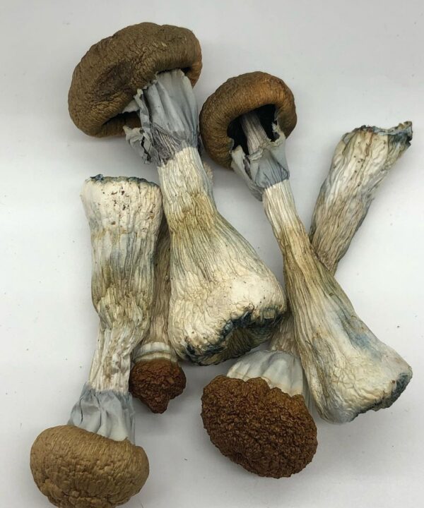 BUY GOLDEN TEACHER MUSHROOM ONLINE, GOLDEN TEACHER MAGIC MUSHROOM, MAGIC MUSHROOMS GOLDEN TEACHER, BUY MAGIC MUSHROOM ONLINE