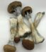 BUY GOLDEN TEACHER MUSHROOM ONLINE, GOLDEN TEACHER MAGIC MUSHROOM, MAGIC MUSHROOMS GOLDEN TEACHER, BUY MAGIC MUSHROOM ONLINE