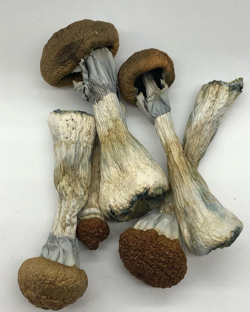 BUY GOLDEN TEACHER MUSHROOM ONLINE, GOLDEN TEACHER MAGIC MUSHROOM, MAGIC MUSHROOMS GOLDEN TEACHER, BUY MAGIC MUSHROOM ONLINE