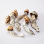 BUY PENIS ENVY MUSHROOM ONLINE, BUY PENIS ENVY ONLINE, BUY PSYCHEDELIC MUSHROOMS ONLINE, BUY MEDICATED MUSHROOMS ONLINE