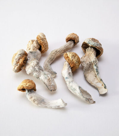 BUY PENIS ENVY MUSHROOM ONLINE, BUY PENIS ENVY ONLINE, BUY PSYCHEDELIC MUSHROOMS ONLINE, BUY MEDICATED MUSHROOMS ONLINE