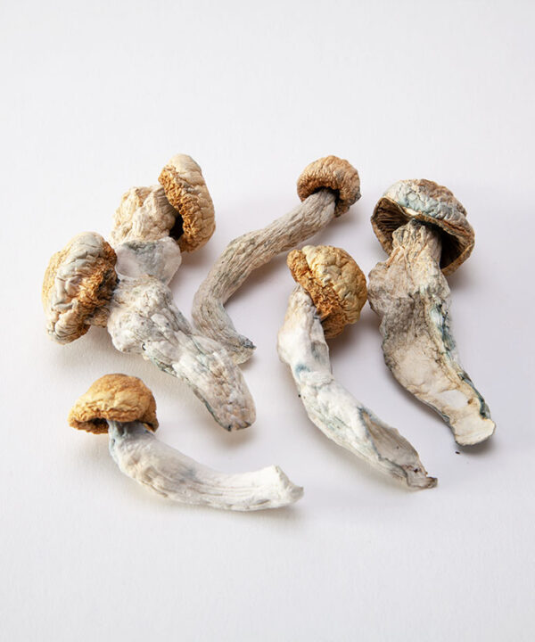 BUY PENIS ENVY MUSHROOM ONLINE, BUY PENIS ENVY ONLINE, BUY PSYCHEDELIC MUSHROOMS ONLINE, BUY MEDICATED MUSHROOMS ONLINE