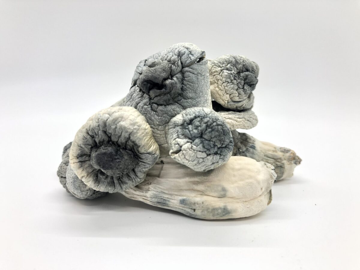 BUY ALBINO PENIS ENVY MUSHROOM ONLINE, ALBINO PENIS ENVY MUSHROOMS, BUY PSYCHEDELIC MUSHROOMS ONLINE, BUY MEDICATED MUSHROOMS ONLINE